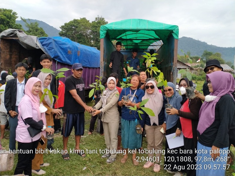 Pemerintah Kota Palopo Salurkan 150.000 Bibit Kakao kepada Kelompok Tani Dengan Dukungan APBD I Provinsi Sulawesi Selatan